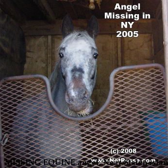 MISSING EQUINE angel, Near Staten island , NY, 10314